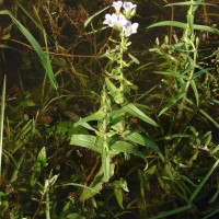 Limnophila aquatica (Roxb.) Alston